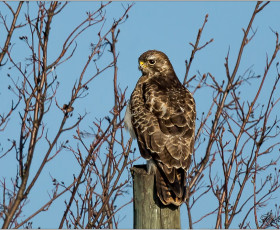Mäusebussard