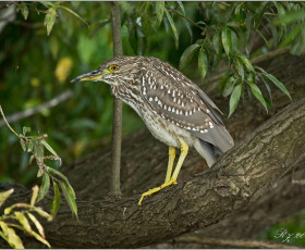 Nachtreiher Jungvogel
