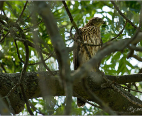 Habicht Jungvogel