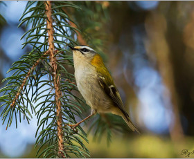 Sommergoldhähnchen