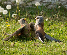 Revierkämpfe der Turmfalken- Terzel(Männchen)im Kirchgarten