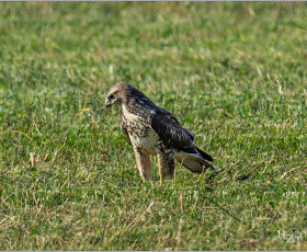 Mäusebussard
