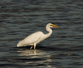 Silberreiher beim Fischfang