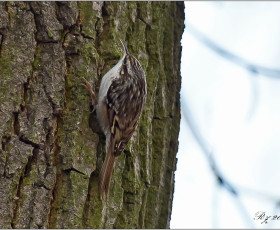 Waldbaumläufer, eine Rarität bei uns.Sucht Insekten an Baumrinden