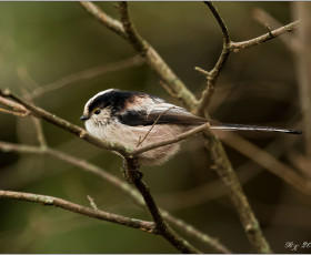 Schwanzmeise,bei uns heimisch.In den Wintermonaten immer in Gruppen unterwegs.Sucht nach Insekten