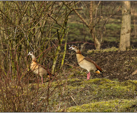 Nilgänse - verbreiten sich bei uns sehr schnell