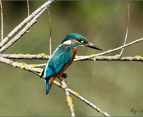 Eisvogel