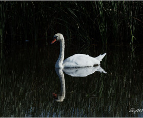 Höckerschwan