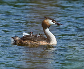 Mutter als Wassertaxi