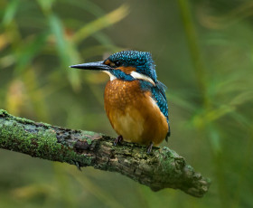 Eisvogel