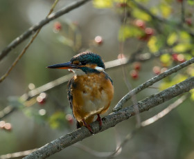weiblicher Eisvogel,zuerkennen am roten Unterschnabel