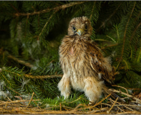 Junger Turmfalke - aus dem Nestgefallen.Nach Handaufzucht mit Hühnerklein konnte er nach etwa 14 Tagen ausgewildert werden