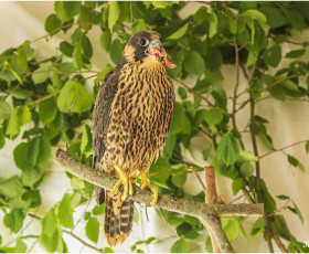 Junger Wanderfalke. Erfolgreich großgezogen und ausgewildert