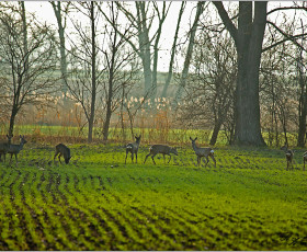 Rehe zwischen Ringleben und der B4