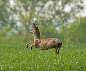 Ein stattlicher Rehbock in der Ringleber Flur ( Mai 2015)