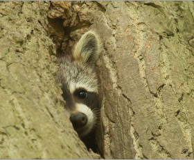 Waschbär in einem Astloch einer Pappel - Walschleber Flur