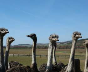 Auf der Straußen Farm