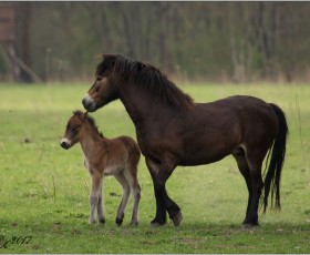 Nachwuchs im Alperstedter Ried