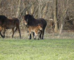 1. Fohlen  der Exmoor Pony`s im Alperstedter Ried.3 Tage alt
