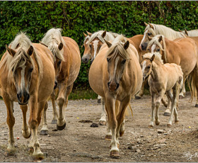Haflinger in Meura