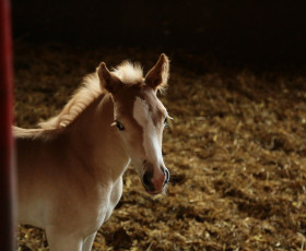 Haflinger Nachwuchs in Meura